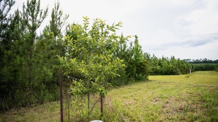 Mississippi Hunting Land - Easy 88 in Magnolia/Osyka - image 25