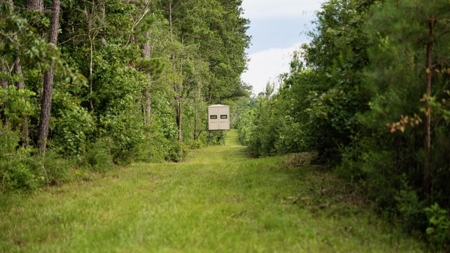 Mississippi Hunting Land - Easy 88 in Magnolia/Osyka - image 35