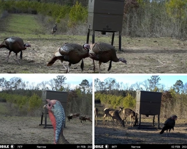 Mississippi Hunting Land - Easy 88 in Magnolia/Osyka - image 48