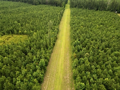 Mississippi Hunting Land - Easy 88 in Magnolia/Osyka - image 2