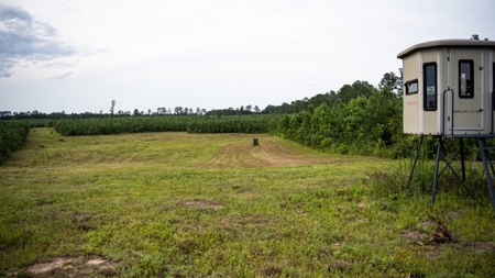 Mississippi Hunting Land - Easy 88 in Magnolia/Osyka - image 15