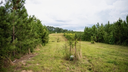 Mississippi Hunting Land - Easy 88 in Magnolia/Osyka - image 27