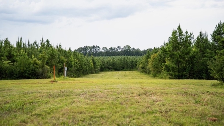 Mississippi Hunting Land - Easy 88 in Magnolia/Osyka - image 28