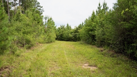 Mississippi Hunting Land - Easy 88 in Magnolia/Osyka - image 37