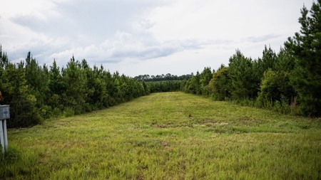 Mississippi Hunting Land - Easy 88 in Magnolia/Osyka - image 31
