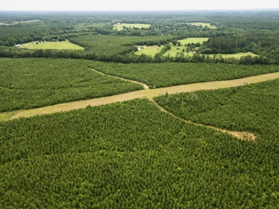 Mississippi Hunting Land - Easy 88 in Magnolia/Osyka - image 8