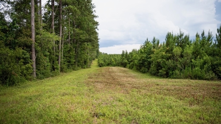 Mississippi Hunting Land - Easy 88 in Magnolia/Osyka - image 45