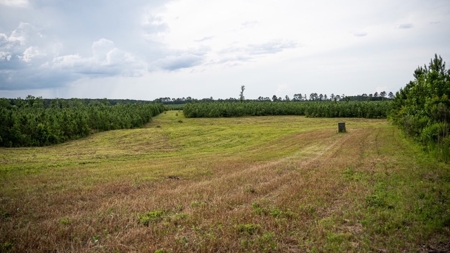 Mississippi Hunting Land - Easy 88 in Magnolia/Osyka - image 22