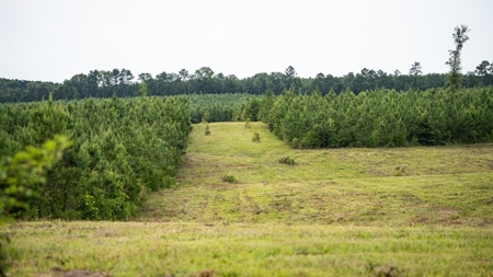 Mississippi Hunting Land - Easy 88 in Magnolia/Osyka - image 16