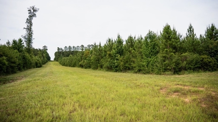 Mississippi Hunting Land - Easy 88 in Magnolia/Osyka - image 34