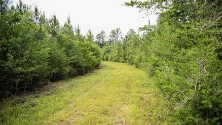 Mississippi Hunting Land - Easy 88 in Magnolia/Osyka - image 36