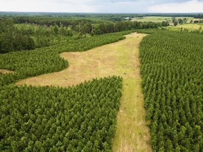 Mississippi Hunting Land - Easy 88 in Magnolia/Osyka - image 4