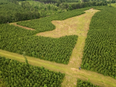 Mississippi Hunting Land - Easy 88 in Magnolia/Osyka - image 5