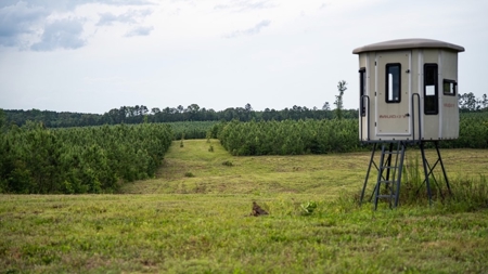 Mississippi Hunting Land - Easy 88 in Magnolia/Osyka - image 14