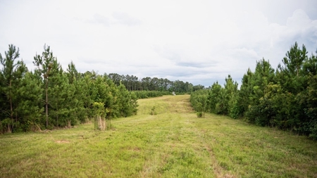Mississippi Hunting Land - Easy 88 in Magnolia/Osyka - image 26