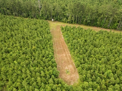 Mississippi Hunting Land - Easy 88 in Magnolia/Osyka - image 6