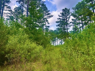 The Big Woods Neighborhood in Hattiesburg MS - image 8