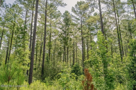 Big Woods Neighborhood Land for Sale Hattiesburg MS - image 36