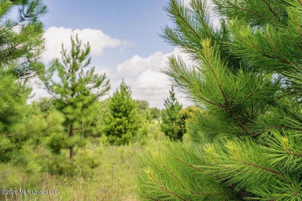 Big Woods Neighborhood Land for Sale Hattiesburg MS