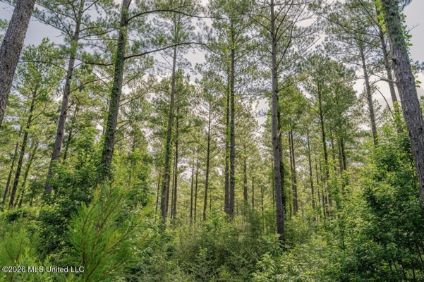 Big Woods Neighborhood Land for Sale Hattiesburg MS