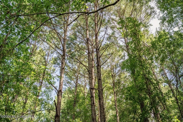 Big Woods Neighborhood Land for Sale Hattiesburg MS