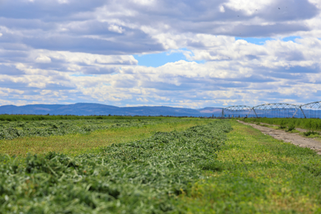 Eastern Oregon Sheley Green Acres - image 1