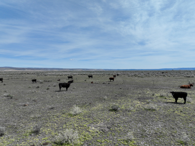Eastern Oregon Sheley Green Acres - image 32