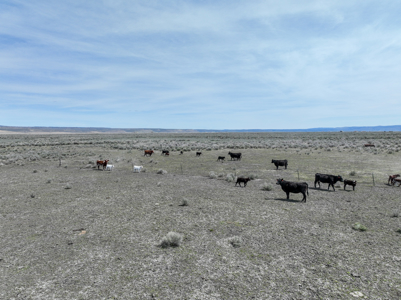 Eastern Oregon Sheley Green Acres - image 34