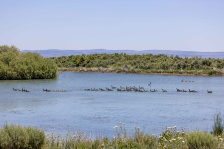 Eastern Oregon Sheley Green Acres - image 27