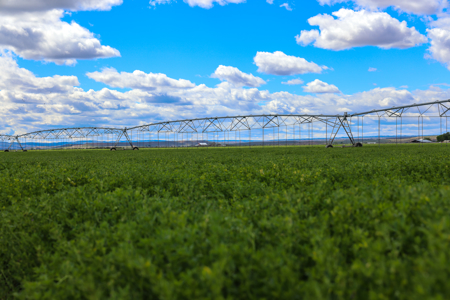 Eastern Oregon Sheley Green Acres - image 4