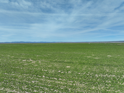 Eastern Oregon Sheley Green Acres - image 35
