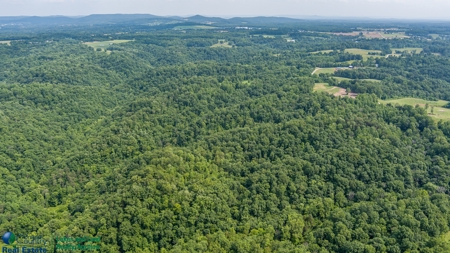 Hunting and Building Land in Albany, Kentucky - image 8