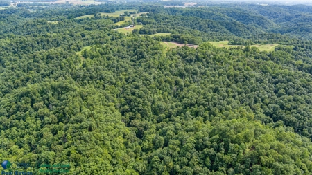 Hunting and Building Land in Albany, Kentucky - image 3