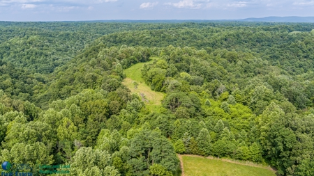Hunting and Building Land in Albany, Kentucky - image 6