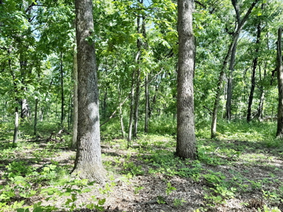 Recreational Property & Build-Site for Sale in Cedar County MO - image 27