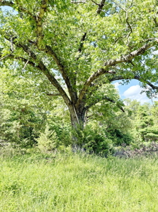 Recreational Property & Build-Site for Sale in Cedar County MO - image 29