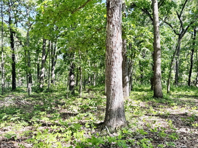 Recreational Property & Build-Site for Sale in Cedar County MO - image 26