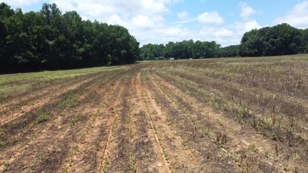 Versatile 41 Acres Close to Momeyer & Raleigh - image 10