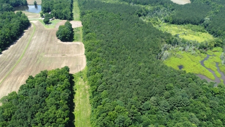 Versatile 41 Acres Close to Momeyer & Raleigh - image 6