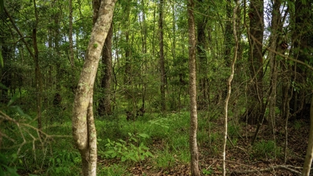 East Baton Rouge Recreational Land for Sale - image 36