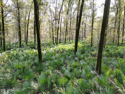 Tensas Parish LA - The Glade Hunting Property - image 20