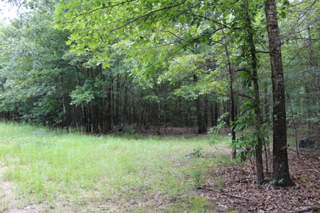 Off- Grid Hunting Paradise in Red River County Texas For Sale - image 6
