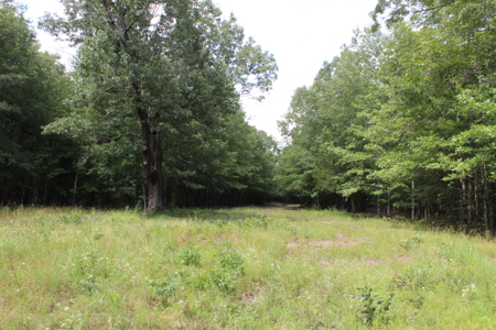 Off- Grid Hunting Paradise in Red River County Texas For Sale - image 8