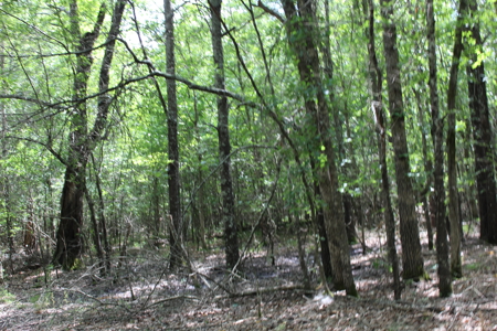 Off- Grid Hunting Paradise in Red River County Texas For Sale - image 14