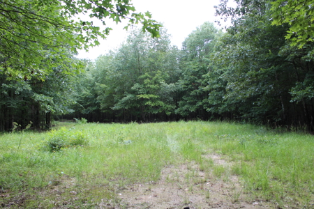 Off- Grid Hunting Paradise in Red River County Texas For Sale - image 5