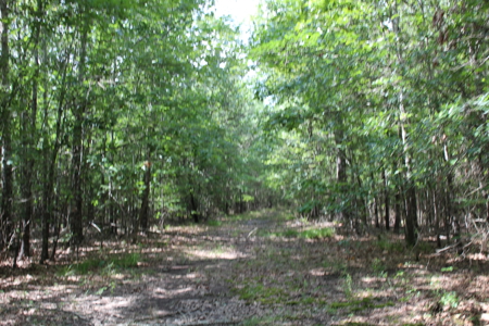 Off- Grid Hunting Paradise in Red River County Texas For Sale - image 11