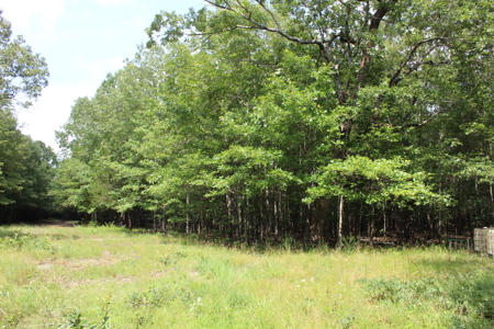 Off- Grid Hunting Paradise in Red River County Texas For Sale - image 10