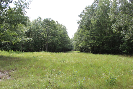 Off- Grid Hunting Paradise in Red River County Texas For Sale - image 7