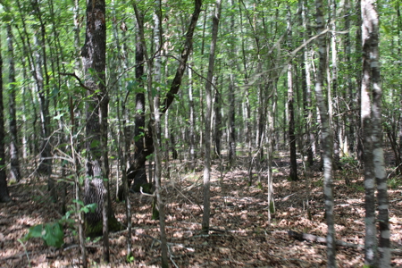 Off- Grid Hunting Paradise in Red River County Texas For Sale - image 12