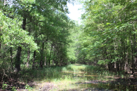 Off- Grid Hunting Paradise in Red River County Texas For Sale - image 15